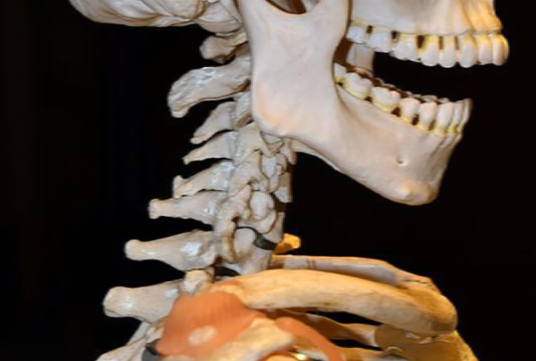 颈椎解剖模型图