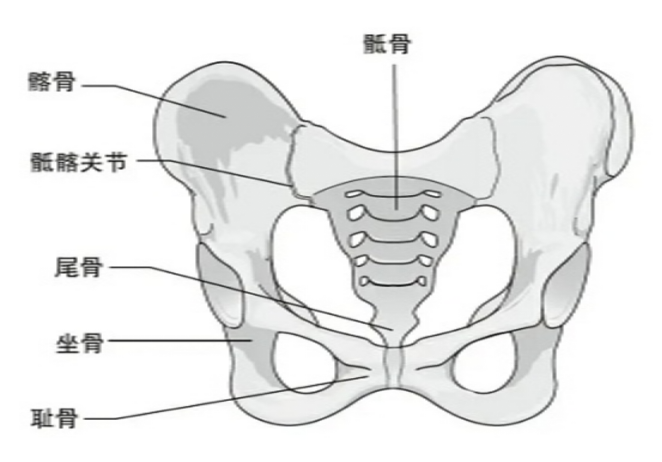 骨盆解剖圖