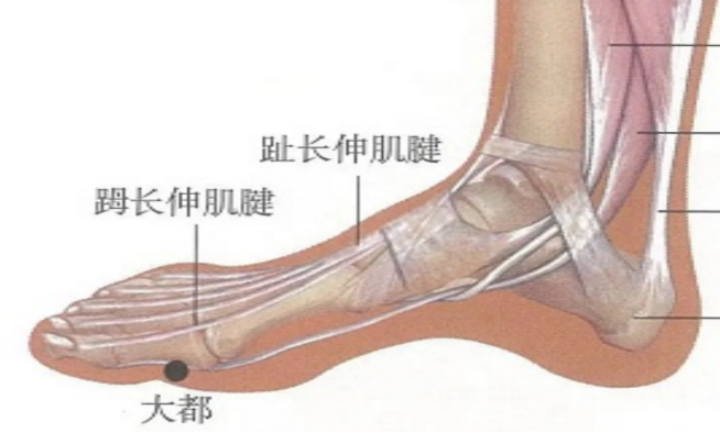 脚背解剖结构图