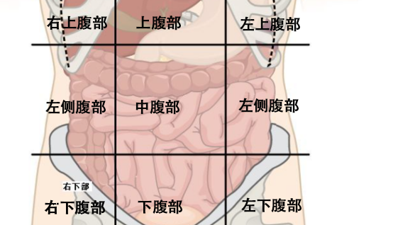 腹部九分區(qū)法圖