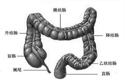 腸道解剖圖