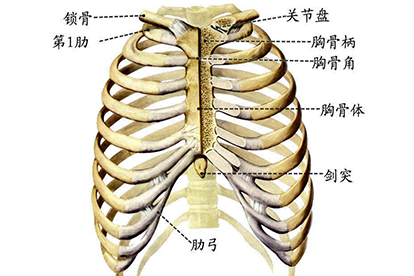 胸廓解剖圖