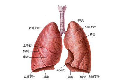 肺解剖图